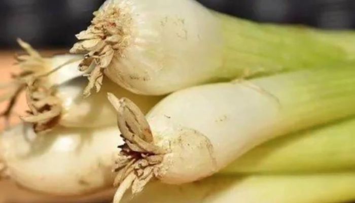 葱白是什么 葱白的临床应用