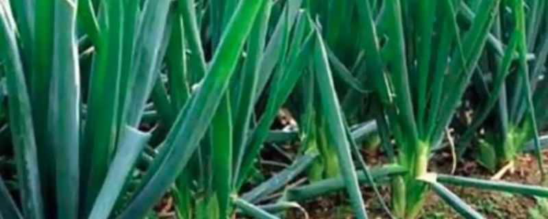 葱白是大葱还是小葱 葱白的食疗方法