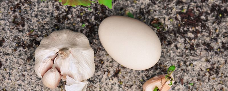 鸡蛋蛋白质吸收率多少 鸡蛋的营养成分
