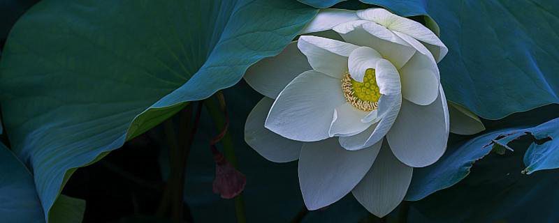 荷花盛开是什么季节 荷花花期养护技巧