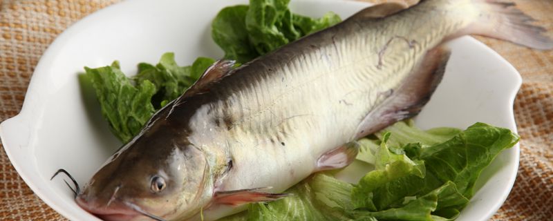 鮰鱼是什么鱼 鮰鱼的营养价值及禁忌