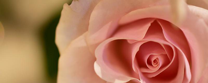 2月14日是中国的情人节吗 2月14日适合什么活动