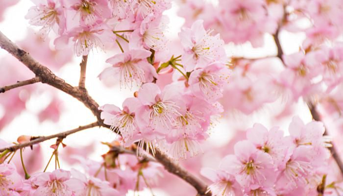 武漢櫻花開放的季節是幾月 櫻花的花語是什么