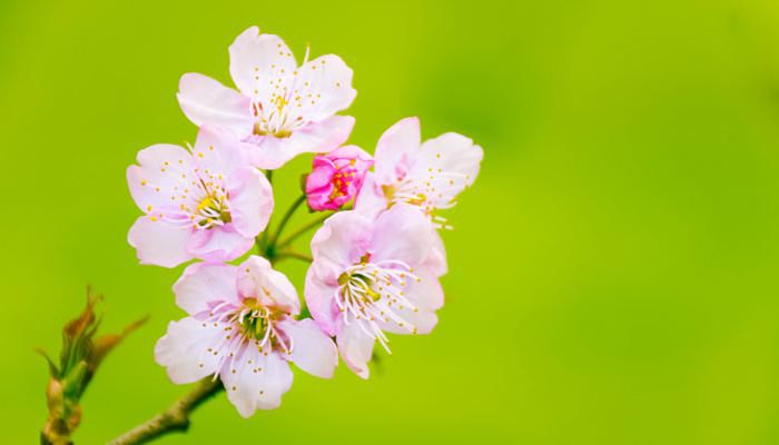 武汉樱花最佳观赏时间2023年 樱花有哪些品种和颜色