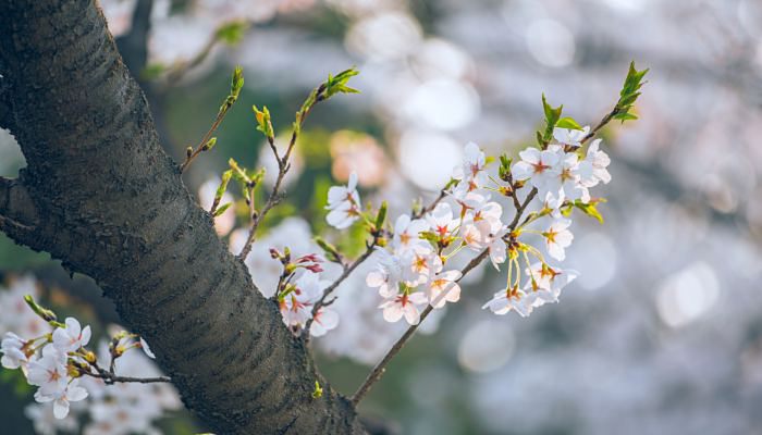 2023武汉大学樱花对外开放吗 武大赏樱花路线推荐