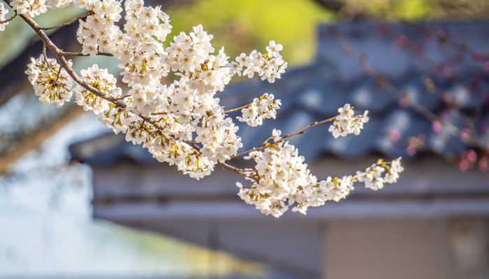 武汉大学樱花绽放 去不了现场我们可以云赏花