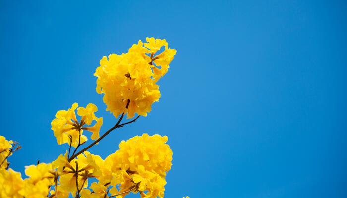 三月的攀枝花满城黄花风铃木 攀枝花赏黄花风铃木花去哪里