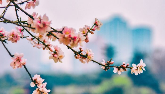 广西柳州千树万树紫荆开 4月广西赏花最佳去处