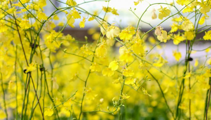 成都一公园现七里香流花瀑布 成都春季最佳赏花去处推荐