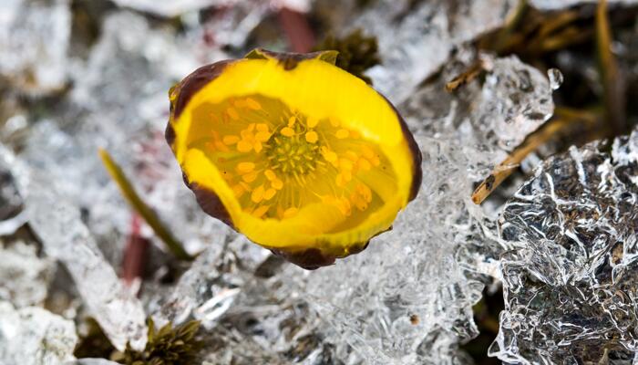 金黄色冰凌花雪地里探出头来 冰凌花是什么花