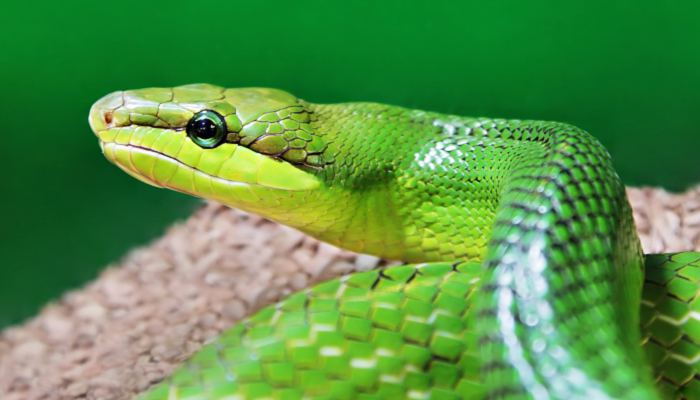影视剧中常见的嘴吸蛇毒操作是正确的吗 嘴吸蛇毒的做法是否科学