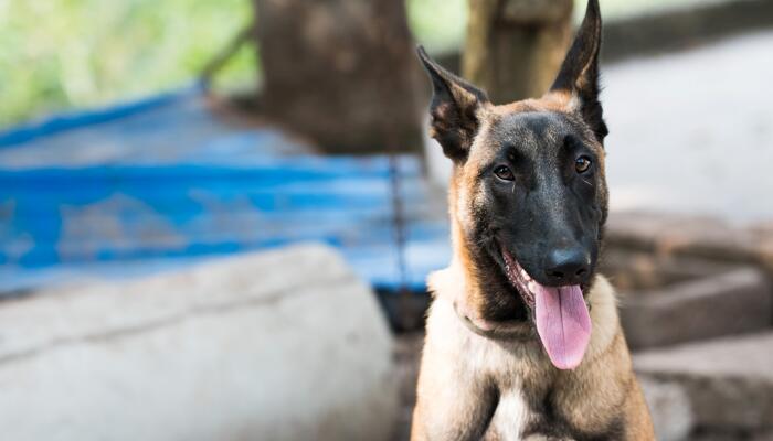 汶川地震的67只搜救犬全部走了 去年10月最后一只离世
