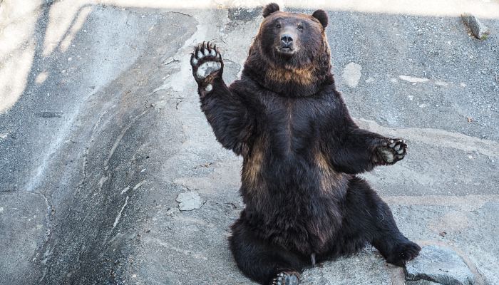 男子山上采野菜时遭黑熊袭击 遇到黑熊该怎么逃生