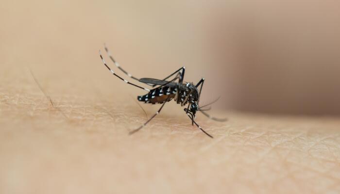 每年超70万人因蚊虫叮咬致死 被蚊子咬后出现皮炎过敏怎么办