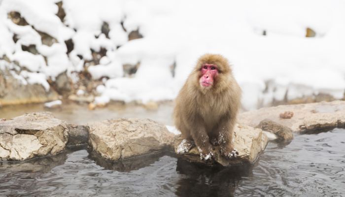 研究表明猴子或将很快到地面生活 猴子还能进化成人吗