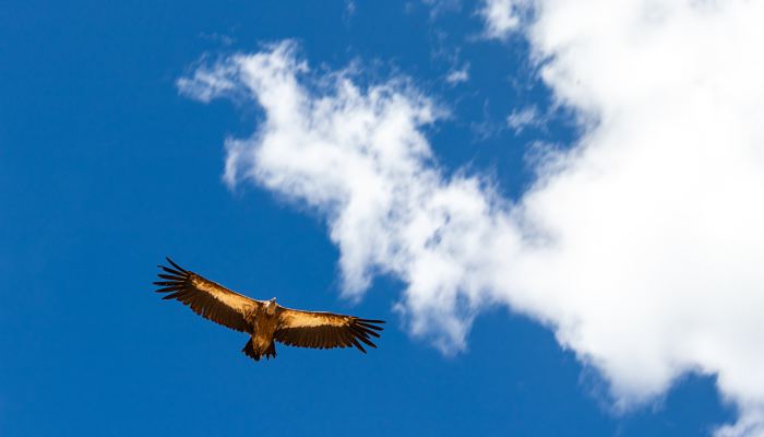 东北出现罕见鹰柱鹰河奇景 此地为秋季猛禽迁徙的最佳地点