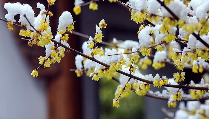 重庆春节期间天气先雨后晴 除夕到初一有小雨高海拔地区或有小雪
