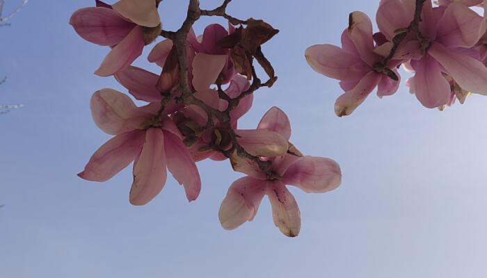 杭州法喜寺500岁玉兰盛放 我国赏玉兰的最佳去处