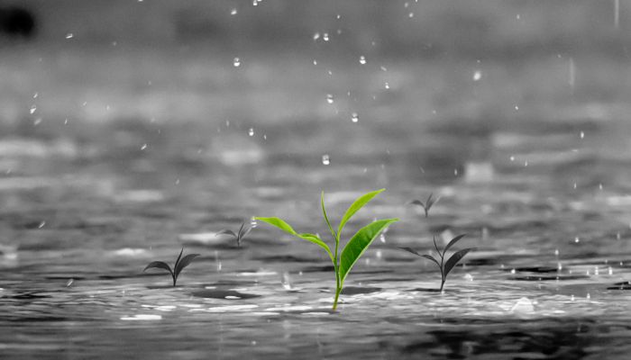 关于24节气雨水的古诗 雨水节气的优美诗词