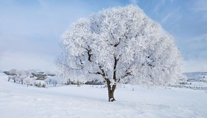 描写大雪压枝的名句 描述大雪压树枝的古诗词