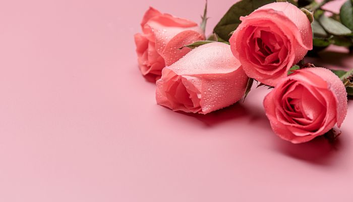 5月20日送女朋友多少朵花 520给女朋友送多少玫瑰花合适