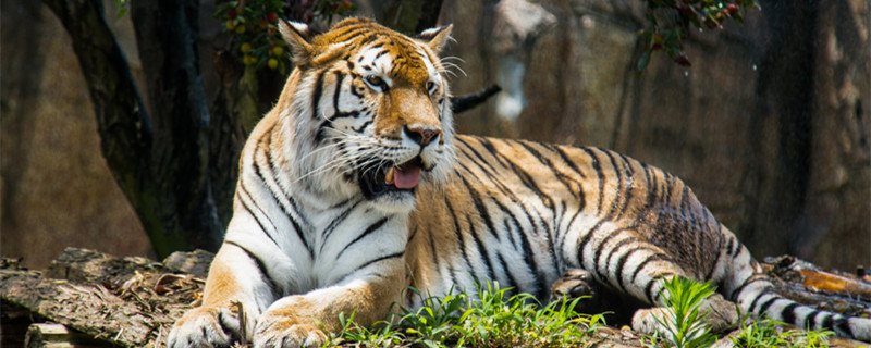 1998年属虎几月出生好 98年属虎人什么时候出生运气最好