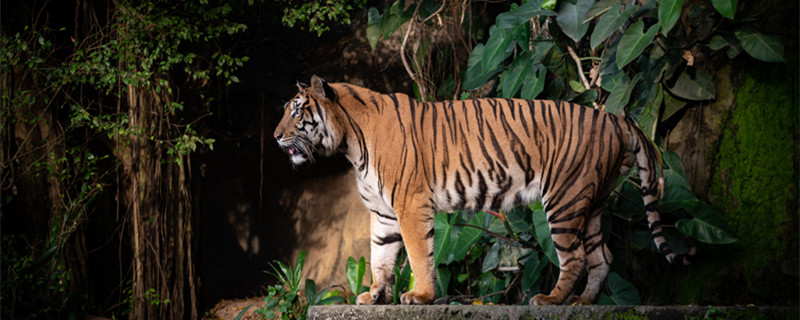 2010年属虎的几月出生最好命 2010年属虎哪个月出生最好