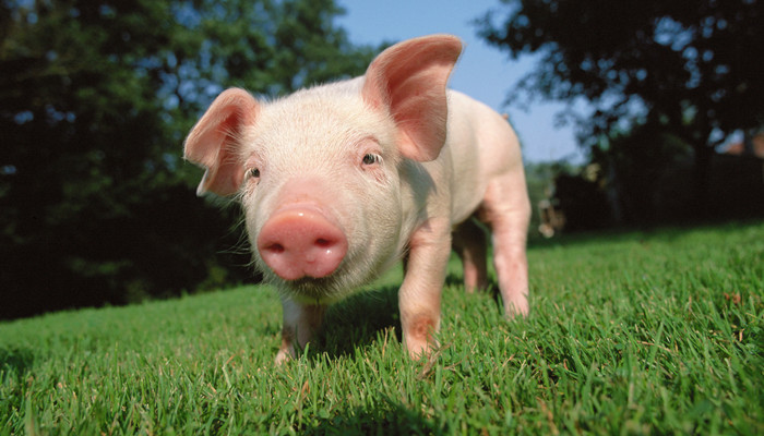 生肖猪在2022年年龄表 2022年属猪的今年多大