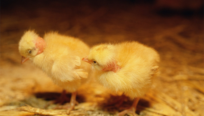 属鸡一生的三大劫难 属鸡命中注定的劫难