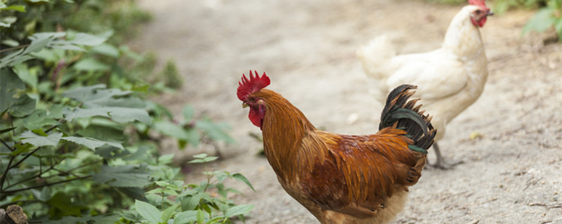 属鸡一生的三大劫难 属鸡命中注定的劫难