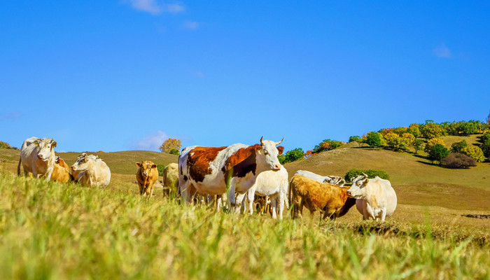 73年属牛人三大坎 1973年出生的属牛人命中劫难