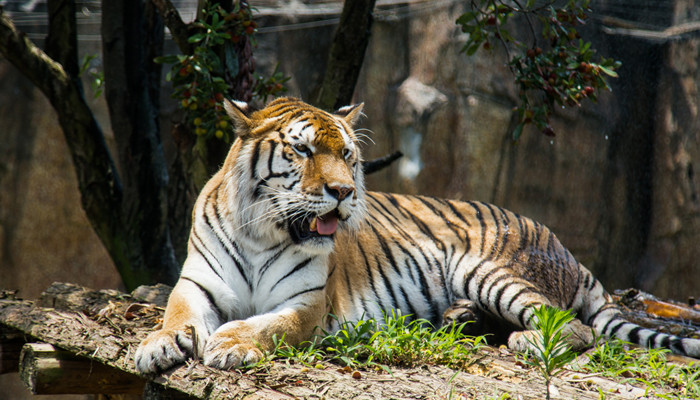 2022年属虎本命年可以生孩子吗 生肖虎2022年是否生宝宝