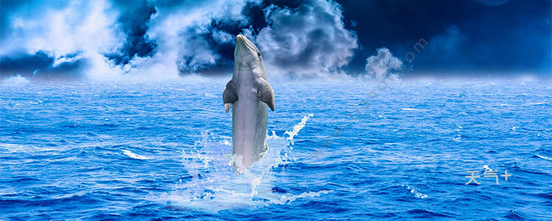 关于海洋生物的资料 海洋生物是指哪些