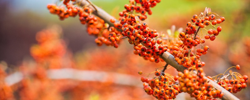 舟曲有哪些特产