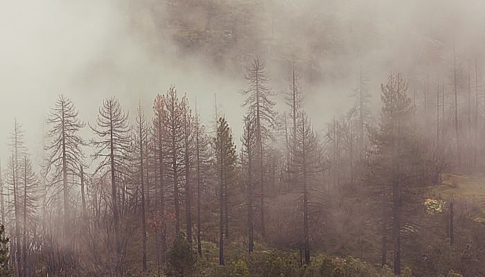 摄图网_雾、大雾_神奇的薄雾森林美丽的自然景观（企业商用）.jpg