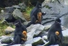 [六盘水景点]野钟黑叶猴保护区