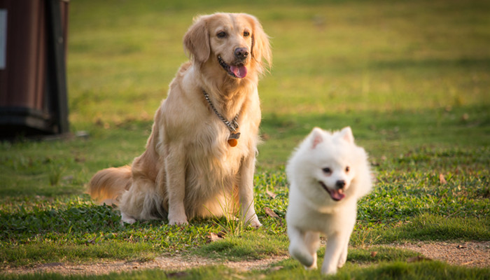 12星座最适合养什么狗 12星座最好养什么狗