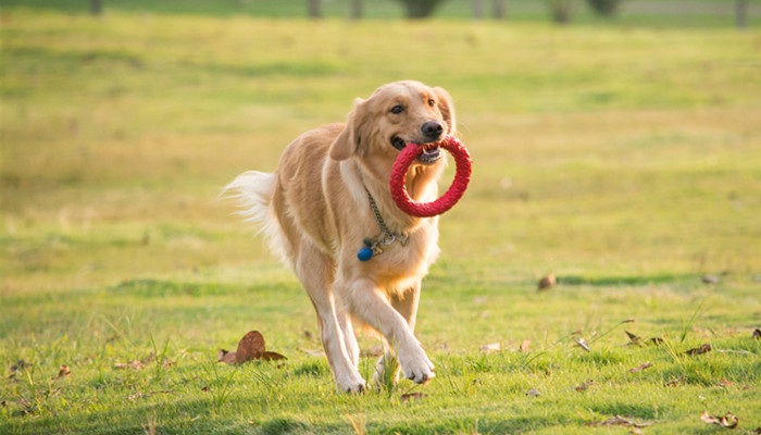 12星座最适合养什么狗 12星座最好养什么狗