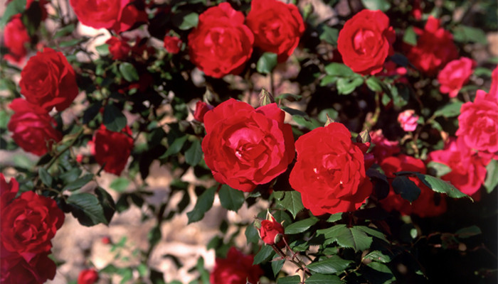 狮子女让哪个星座着迷 狮子女最让哪个星座男疯狂