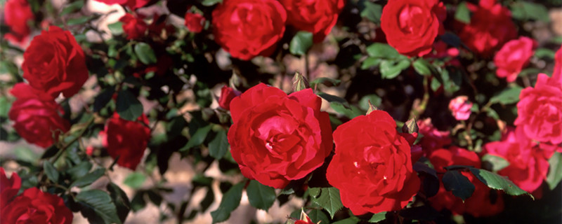 跟巨蟹座不合的星座 十二星座中跟巨蟹座不合的星座是哪些