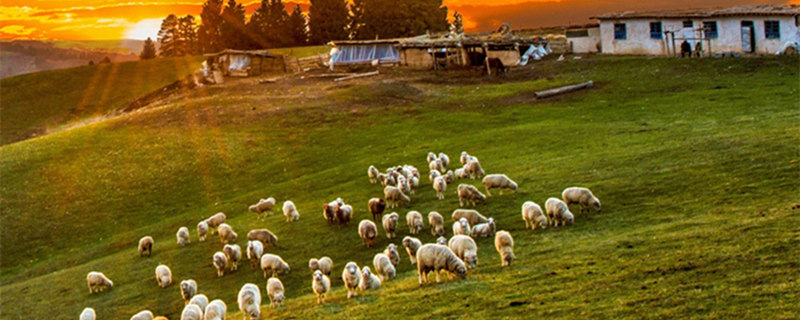 摩羯座哪个生肖最苦 摩羯座的什么生肖生活最糟糕