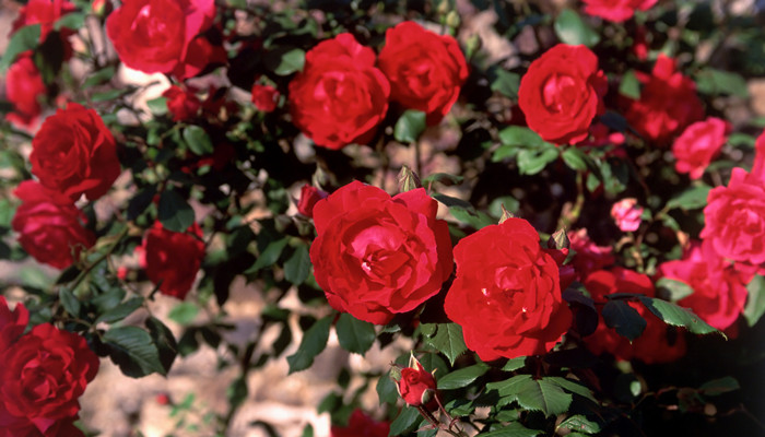 为什么说天蝎座最强大 天蝎座是不是最强大的星座