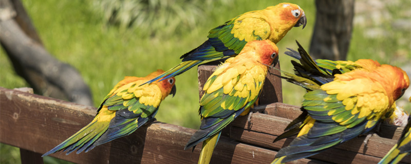 十二星座的专属宠物 十二星座的喜欢的宠物