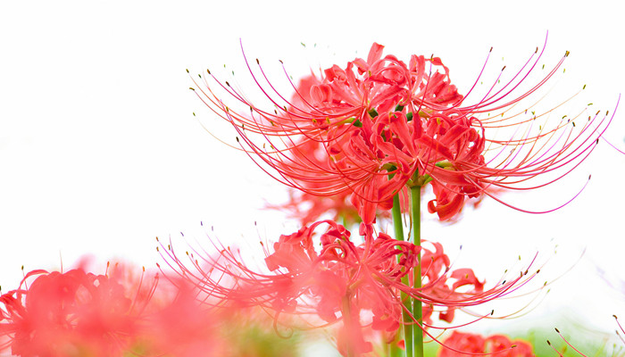 12星座的死亡之花是什么 12星座的死亡之花