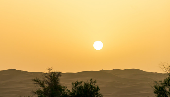 12星座的死亡之花是什么 12星座的死亡之花