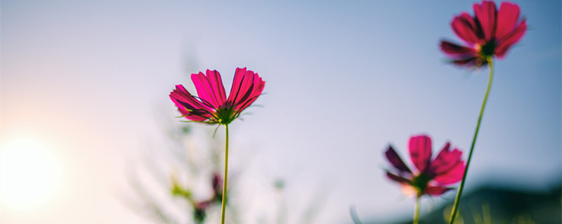 12星座2022桃花运最旺的月份 12星座桃花运最旺的时间