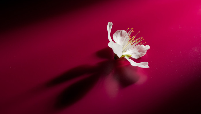 公认最迷人的星座女 公认最迷人的星座女生是哪些