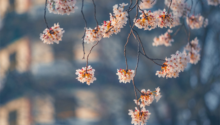 2022年哪个星座桃花运最好 2022年桃花运最好的星座是哪些