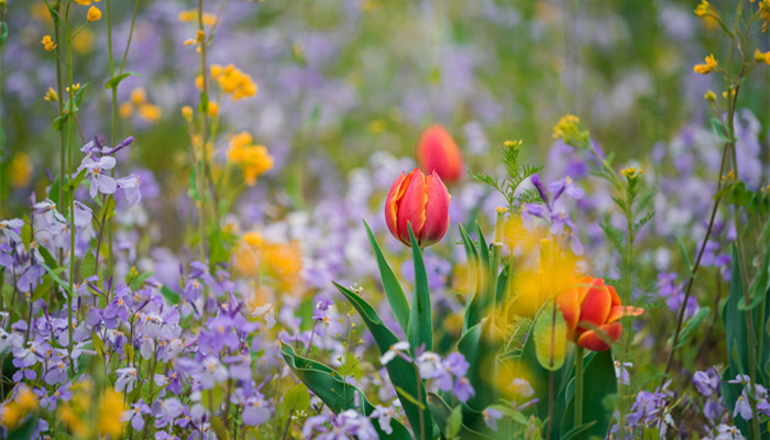 和处女座最不配的三大星座 十二星座谁和处女座最不配