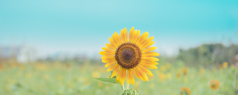 处女座和哪个星座谈恋爱最合适 哪个星座最适合和处女座谈恋爱